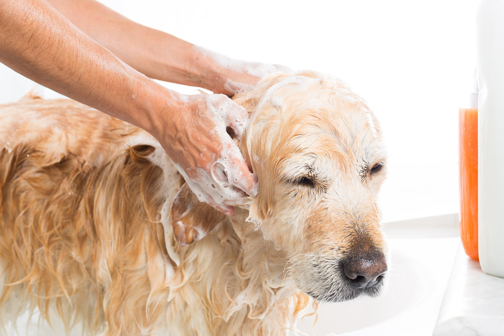Golden retriever molhado sendo ensaboado por duas mãos humanas, com espuma no pescoço e na cabeça, durante o banho