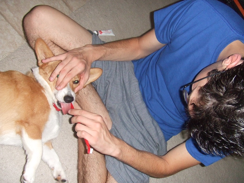 Homem segurando a cabeça de um corgi com uma mão e escovando os dentes dele com uma escova de dente vermelha na outra, cão lambendo a escova