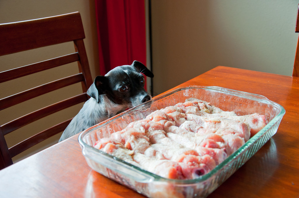 Cachorro pequeno espiando por cima da mesa, olhando fixamente para uma travessa de frango cru temperado com farinha