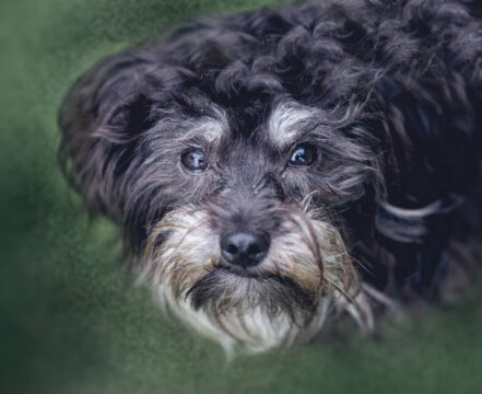 Affenpinscher - foto 1