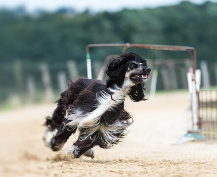Afghan Hound - foto 1