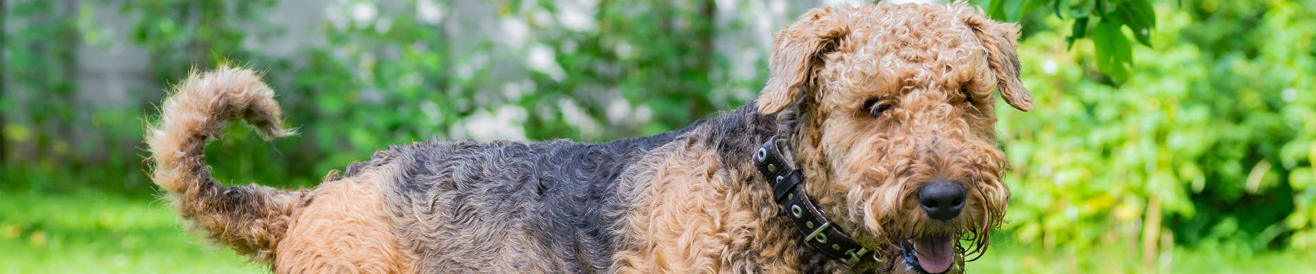 Airedale Terrier: o guia mais completo que você vai encontrar
