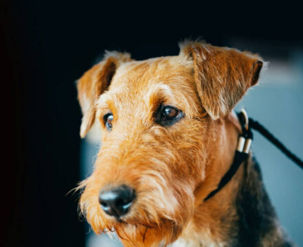 Airedale Terrier - foto 1