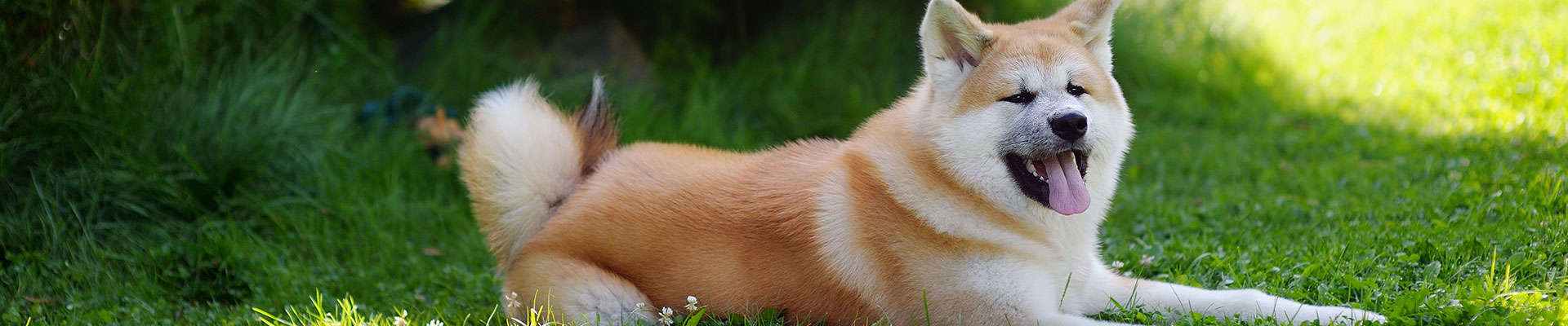 Akita Inu: o samurai de quatro patas que conquista pelo olhar