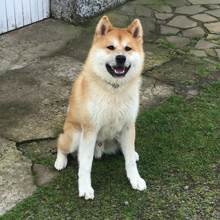 Akita Inu - foto 1