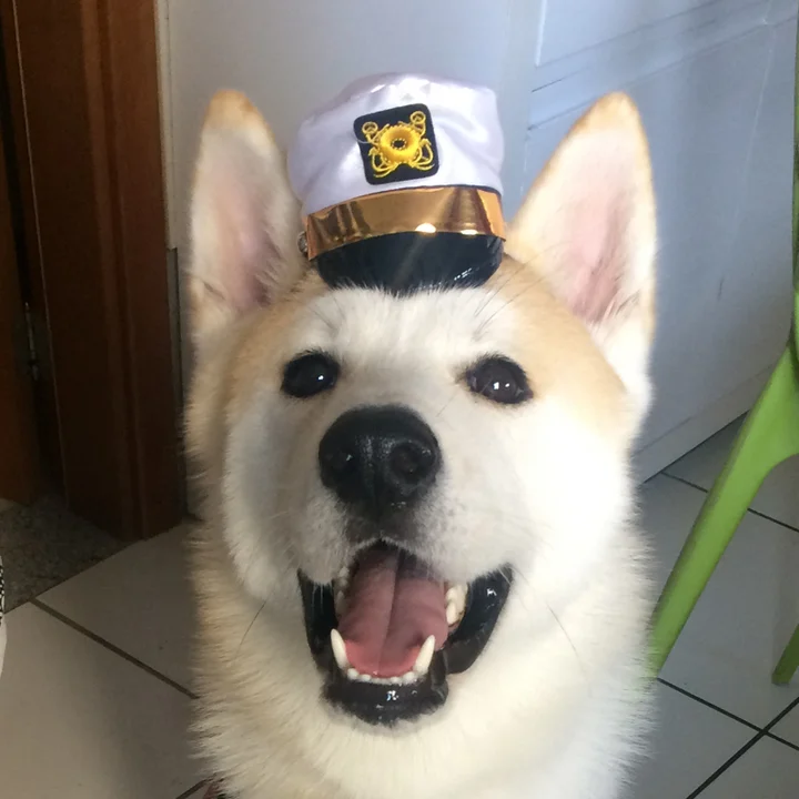 Akita Inu - foto 2