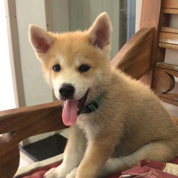 Akita Inu - foto 3