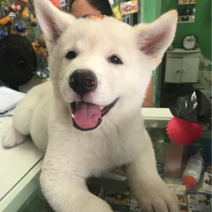 Akita Inu - foto 4