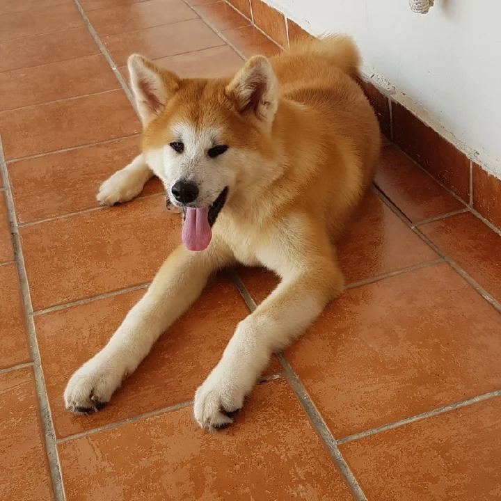 Akita Inu - foto 5