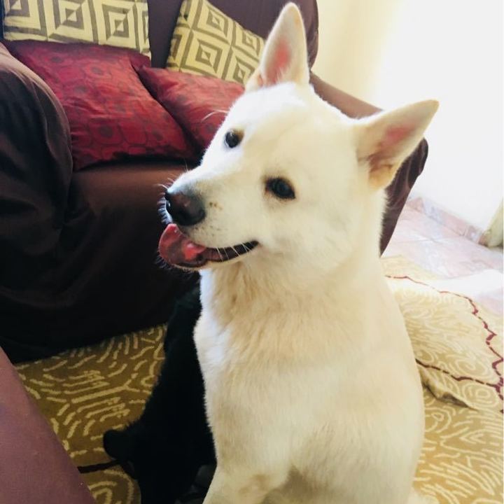 Akita Inu - foto 6