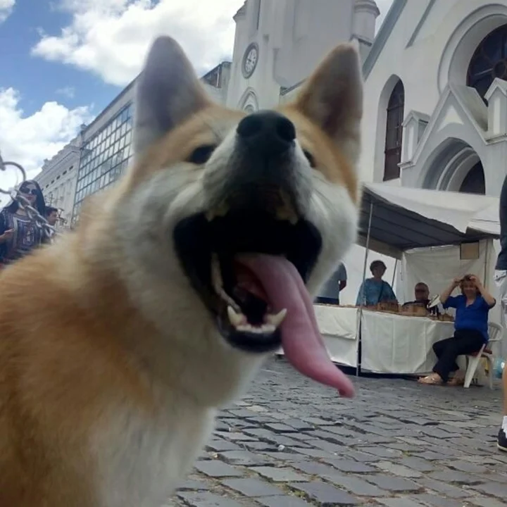 Akita Inu - foto 7