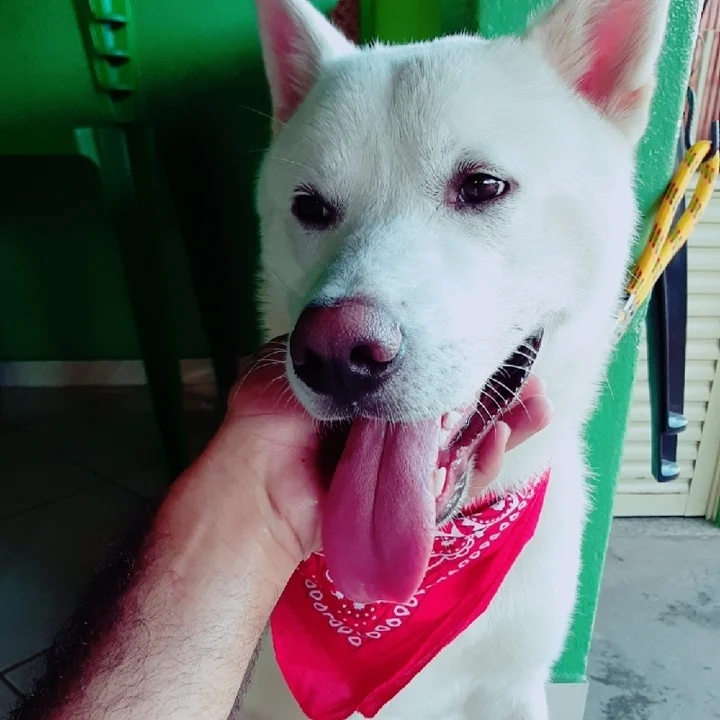 Akita Inu - foto 8