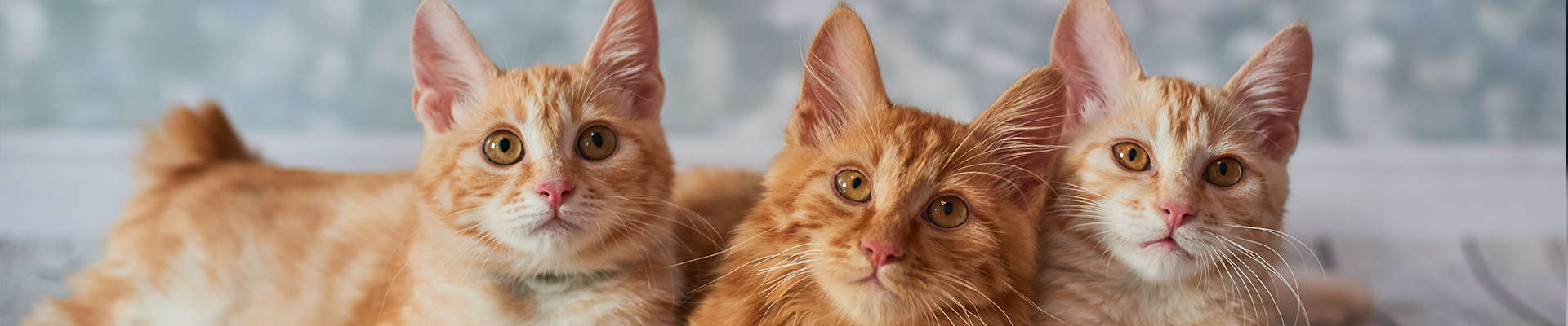 American Bobtail: o gato que parece um cão (e tem atitude de sobra)