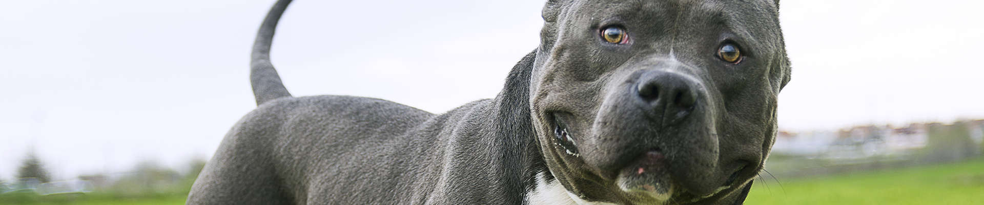 American Bully: o guia mais completo que você vai encontrar