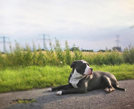 American Bully - foto 1