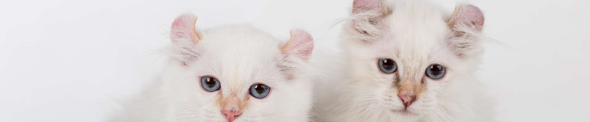 American Curl: o guia mais completo que você vai encontrar