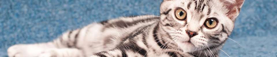 American Shorthair: o gato que conquistou a América (e seu coração)