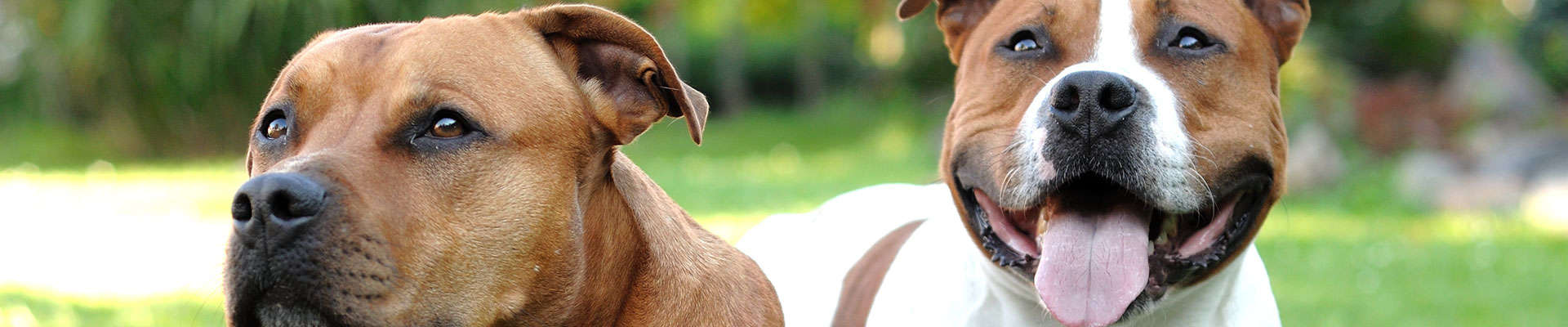 American Staffordshire Terrier: o guia mais completo que você vai encontrar