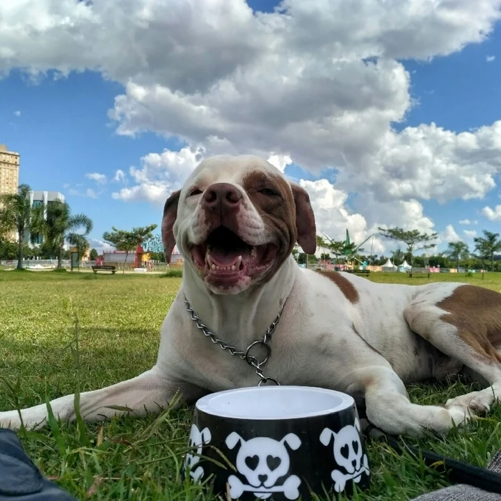 American Staffordshire Terrier - foto 1
