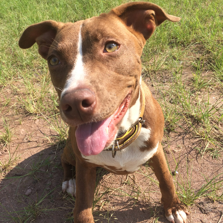 American Staffordshire Terrier - foto 2