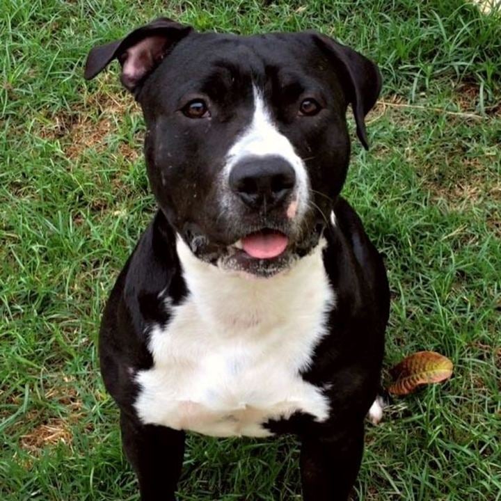 American Staffordshire Terrier - foto 3