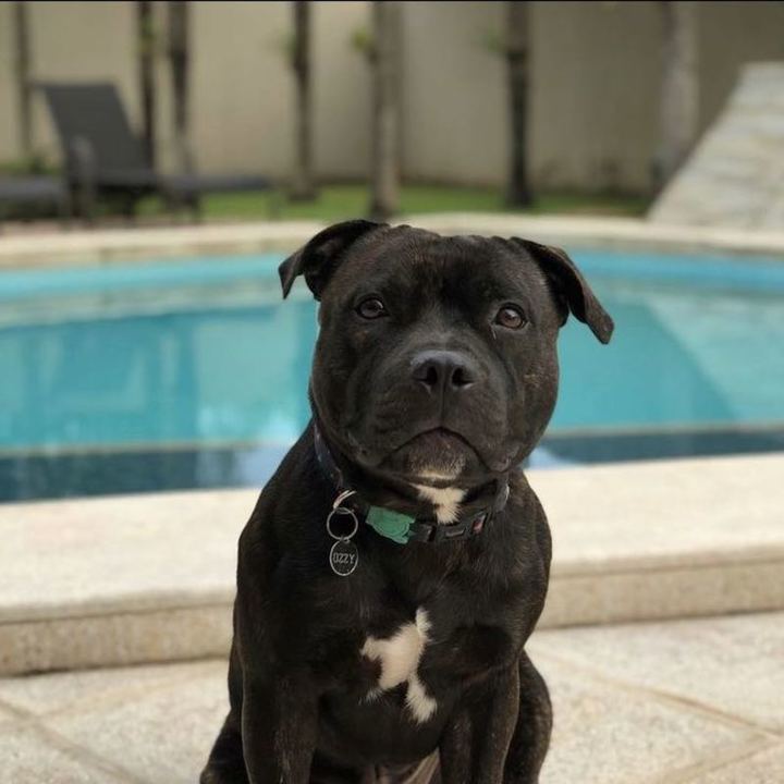 American Staffordshire Terrier - foto 5