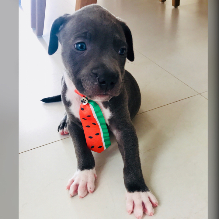 American Staffordshire Terrier - foto 6