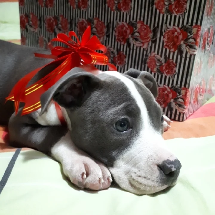 American Staffordshire Terrier - foto 7