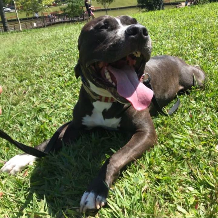 American Staffordshire Terrier - foto 8