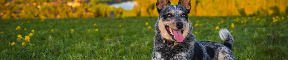 Australian Cattle Dog: o guia mais completo que você vai encontrar