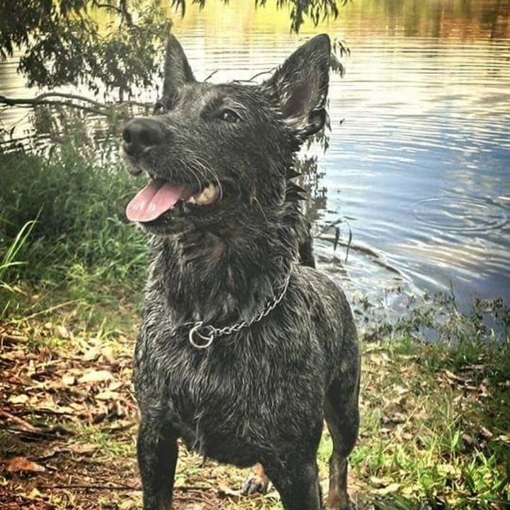 Australian Cattle Dog - foto 1