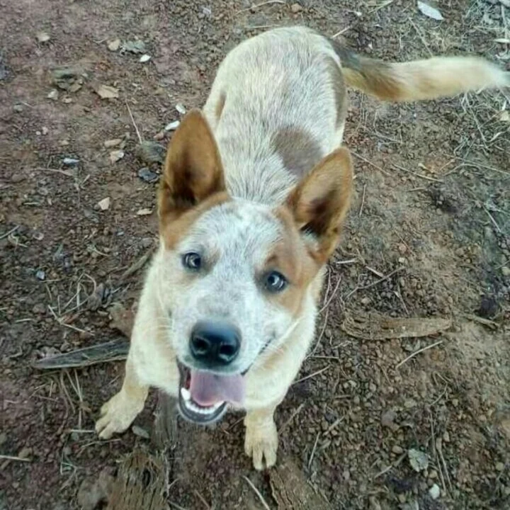 Australian Cattle Dog - foto 2
