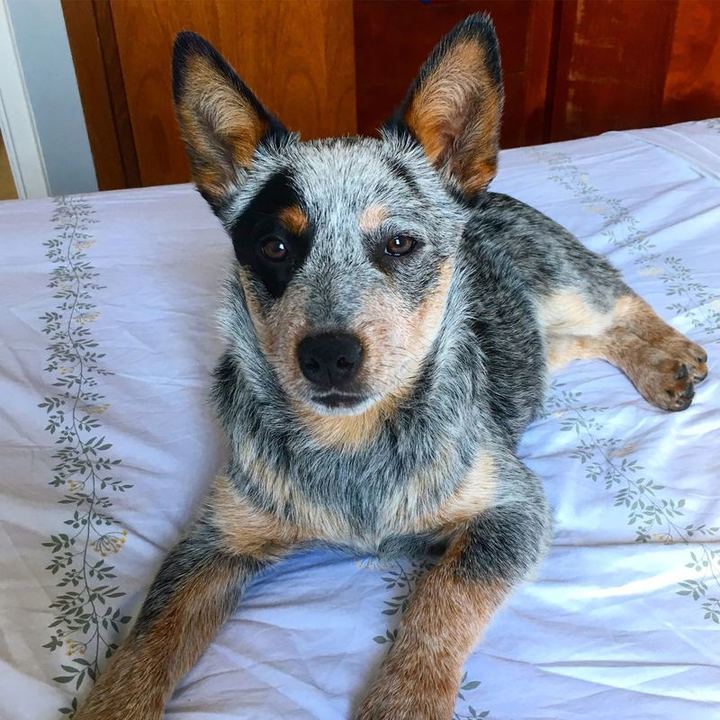 Australian Cattle Dog - foto 3