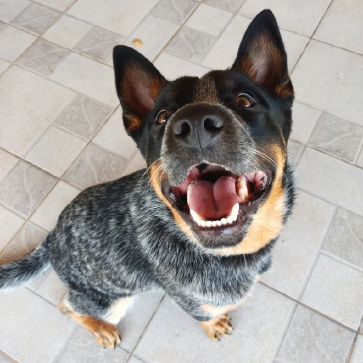 Australian Cattle Dog - foto 4