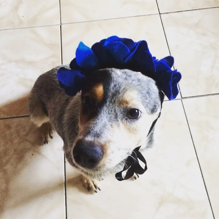 Australian Cattle Dog - foto 5