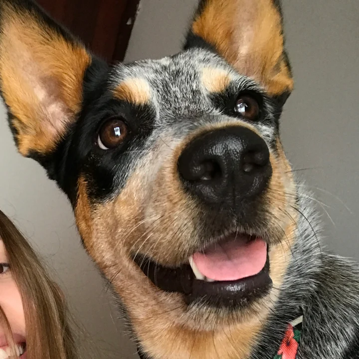 Australian Cattle Dog - foto 6