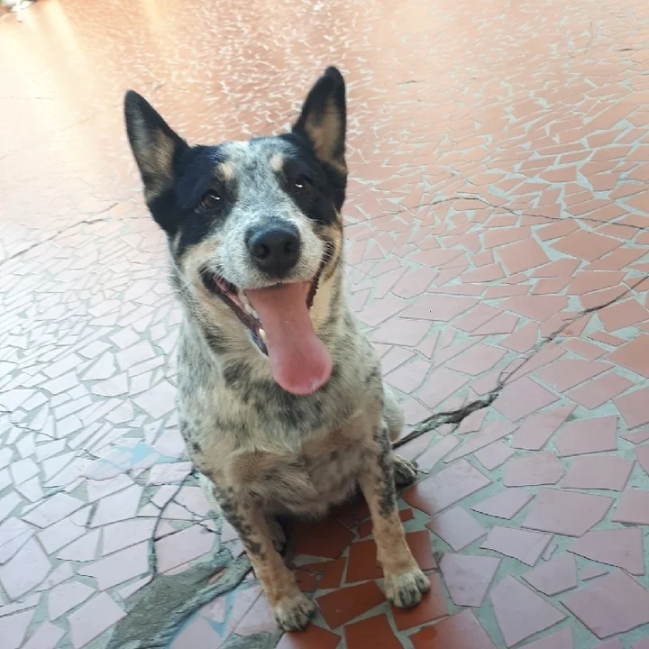 Australian Cattle Dog - foto 7