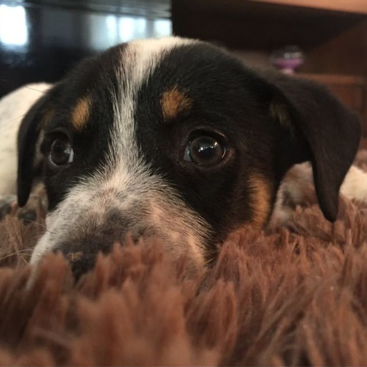 Australian Cattle Dog - foto 8