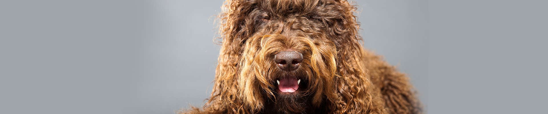 Barbet: o guia mais completo que você vai encontrar