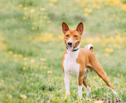 Basenji - foto 1