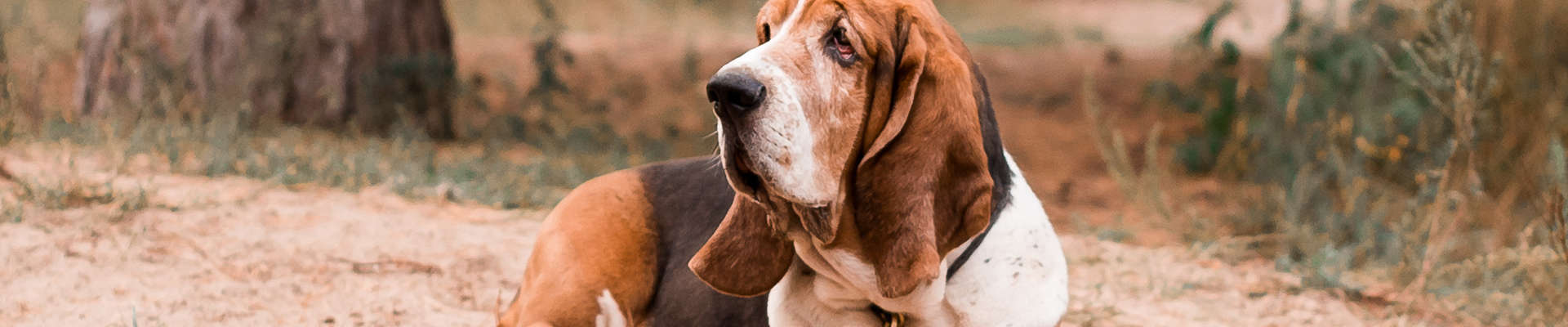 Basset Artesiano Normando: o guia definitivo da raça