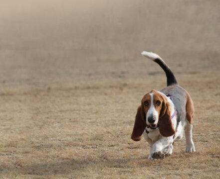 Basset Artesiano Normando - foto 1