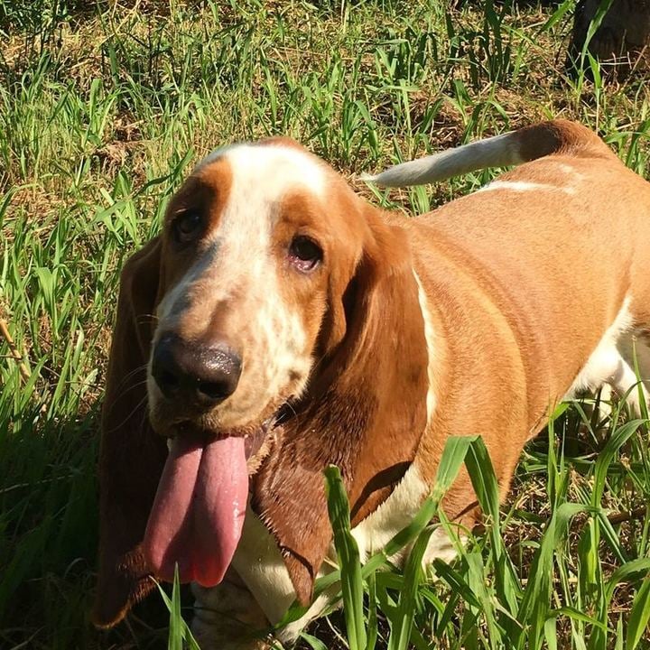 Basset Hound - foto 1
