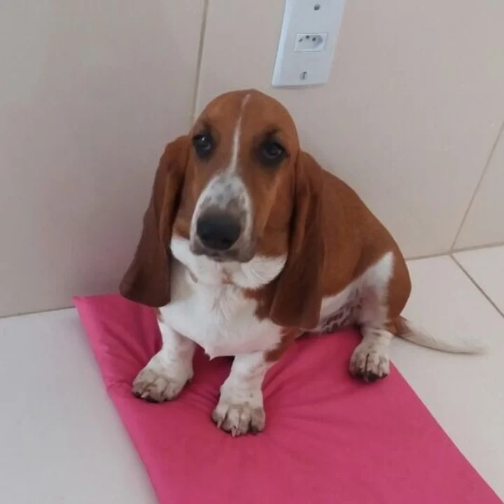 Basset Hound - foto 2
