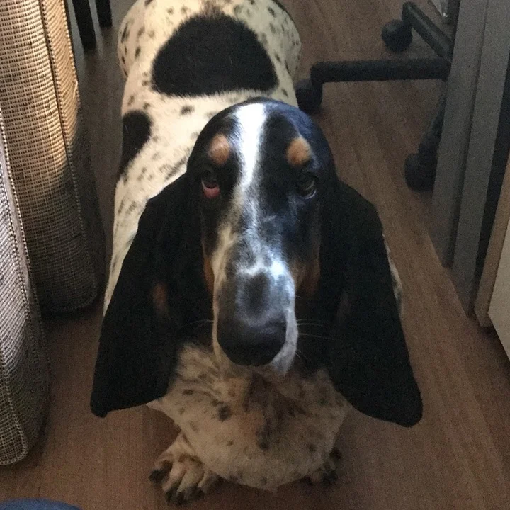 Basset Hound - foto 3