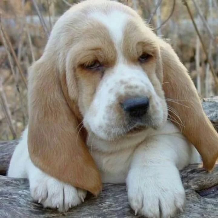 Basset Hound - foto 4