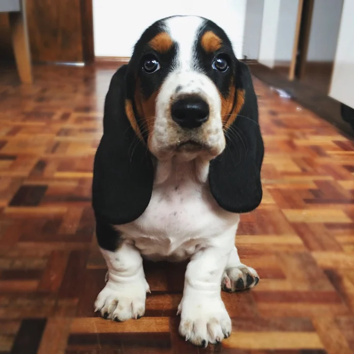 Basset Hound - foto 5