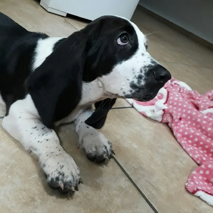 Basset Hound - foto 6