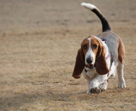 Basset Hound - foto 7