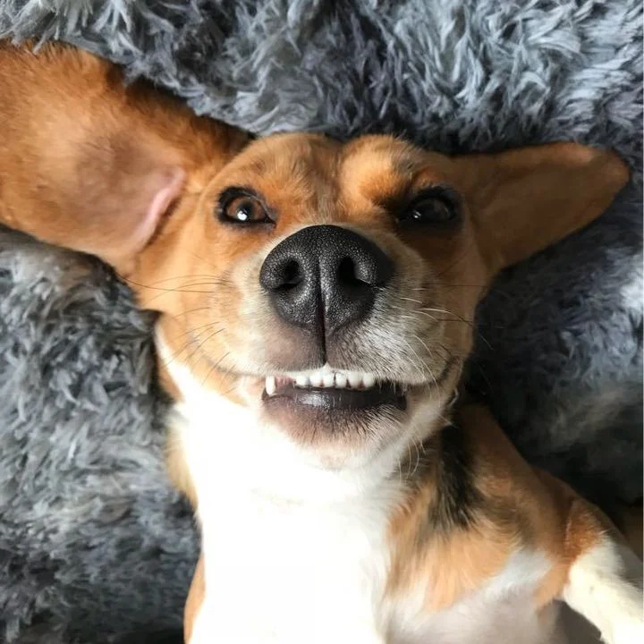 Beagle - foto 1